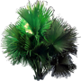 Talipot Palm